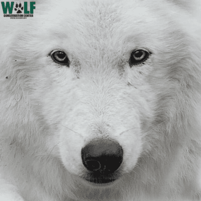wolfconservationcenter