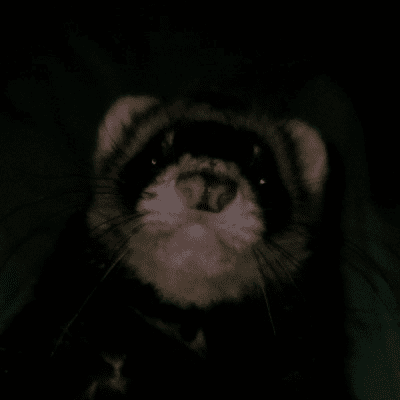 malevolent001