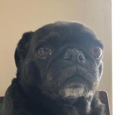 bugha