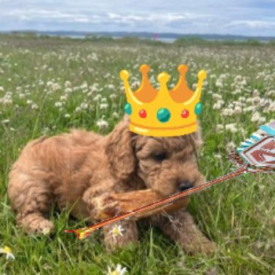 fredoxie