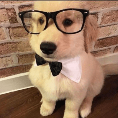 dandogg9
