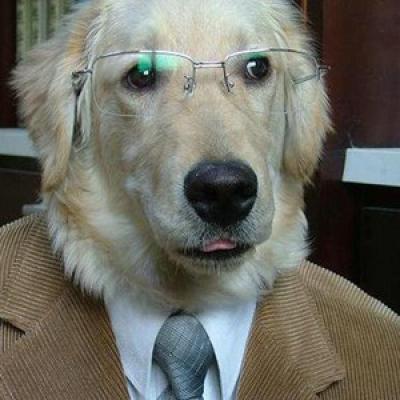 dogdog
