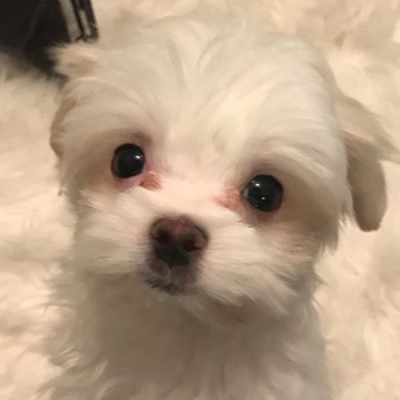 shiphtur