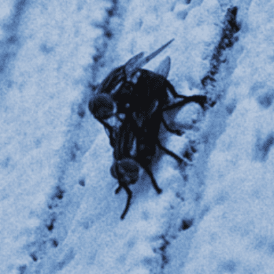 iodiopt